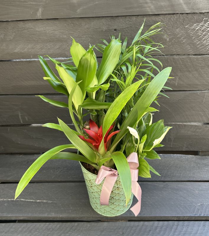 P08 - Mixed Plants in a pot