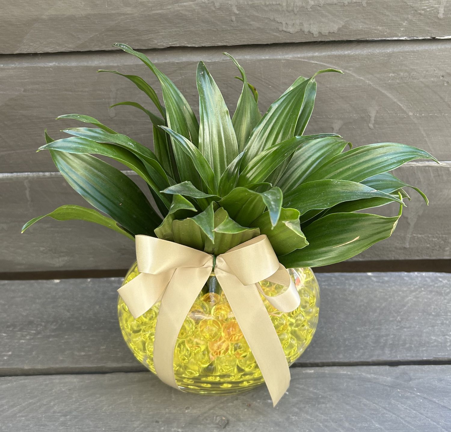 P12 - Dracena Compacta in a glass