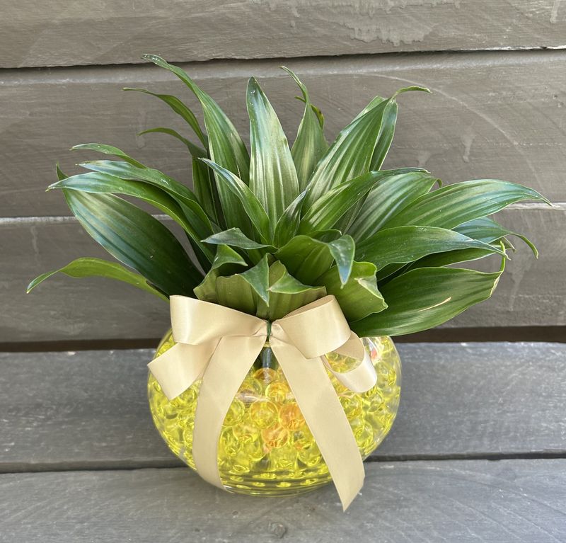 P12 - Dracena Compacta in a glass
