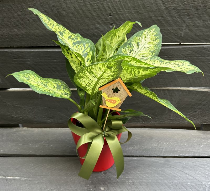 P02 - Dieffenbachia Plant