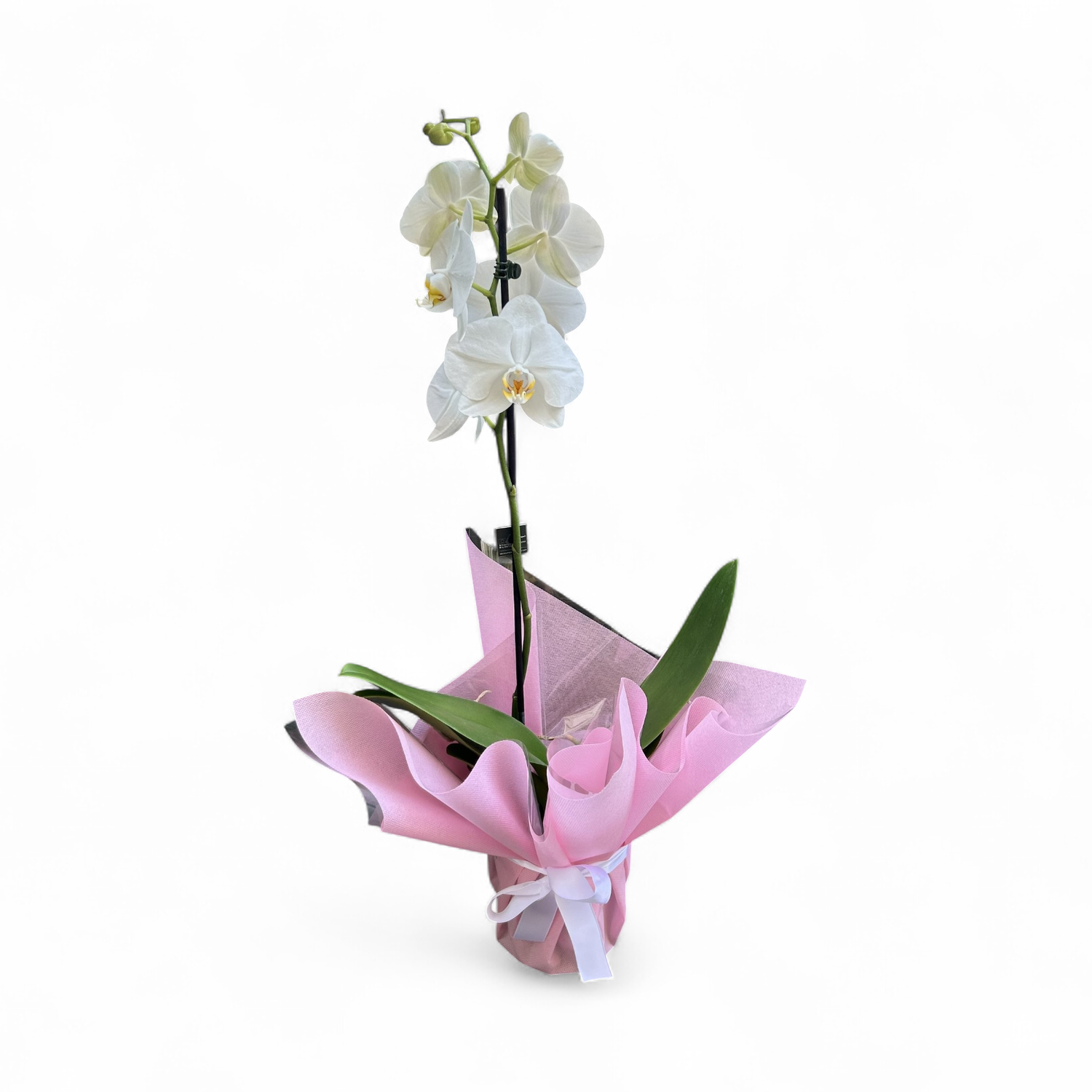 OR02 - Orchid Plant