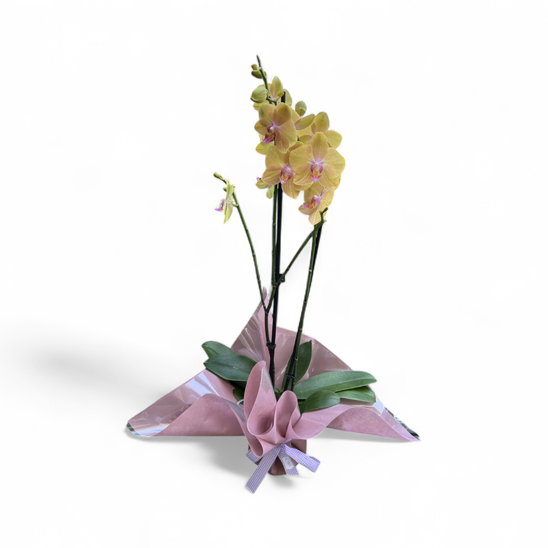 OR05 - Orchid Plant