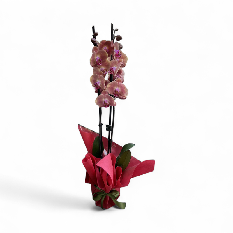 OR07 - Orchid Plant