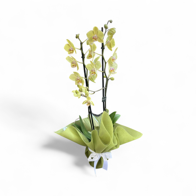 OR04 - Orchid Plant