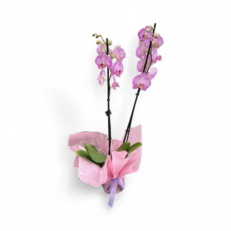OR08 - Orchid Plant