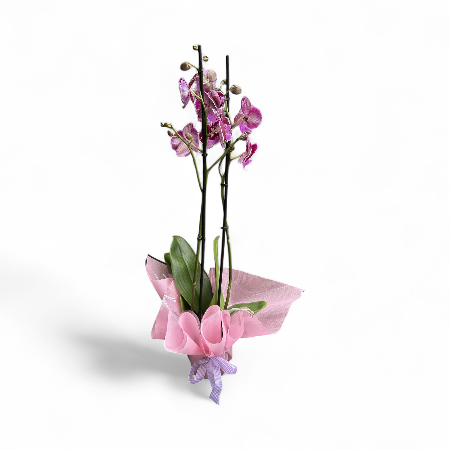 OR09 - Orchid Plant