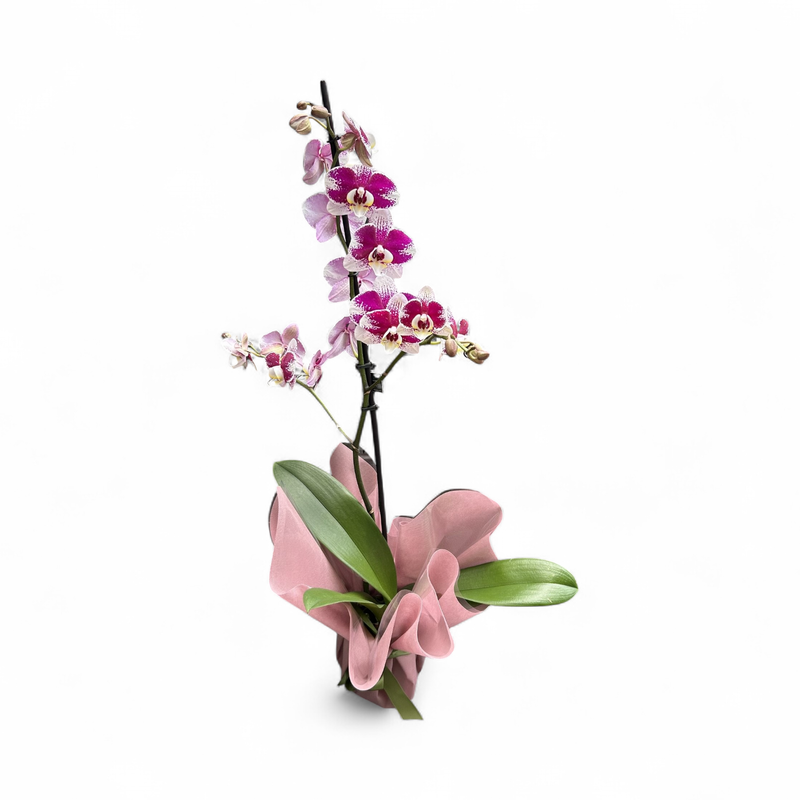 OR12 - Orchid Plant