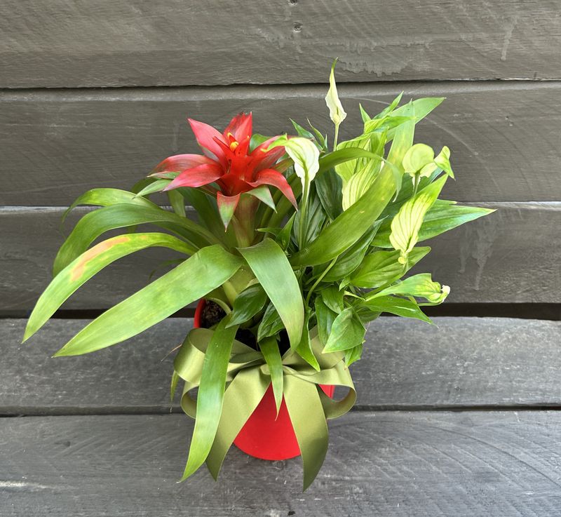 P02 - Mixed Plants in a pot