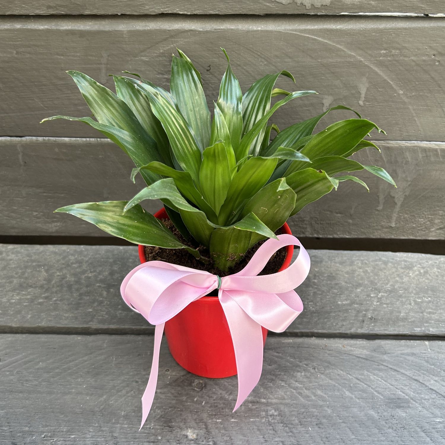 P06 - Dracena Compacta in a pot