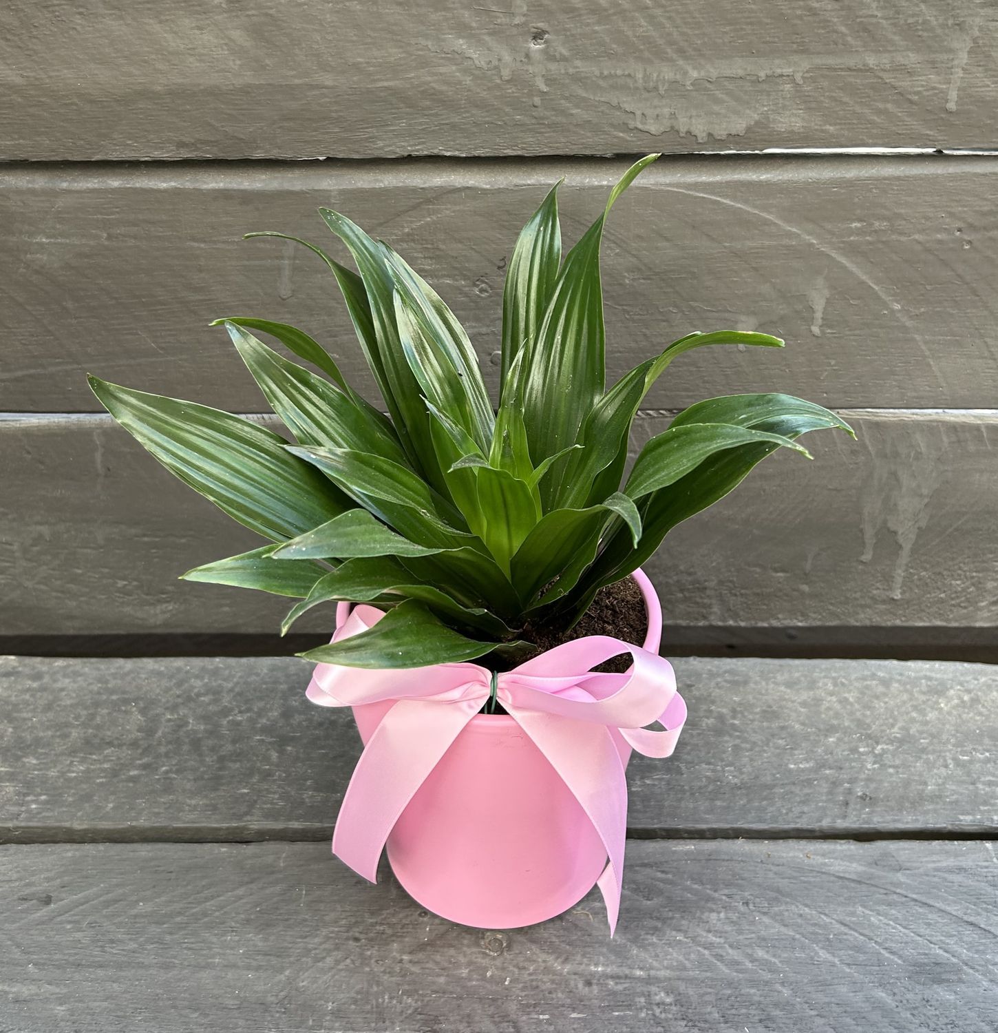 P07 - Dracena Compacta in a pot