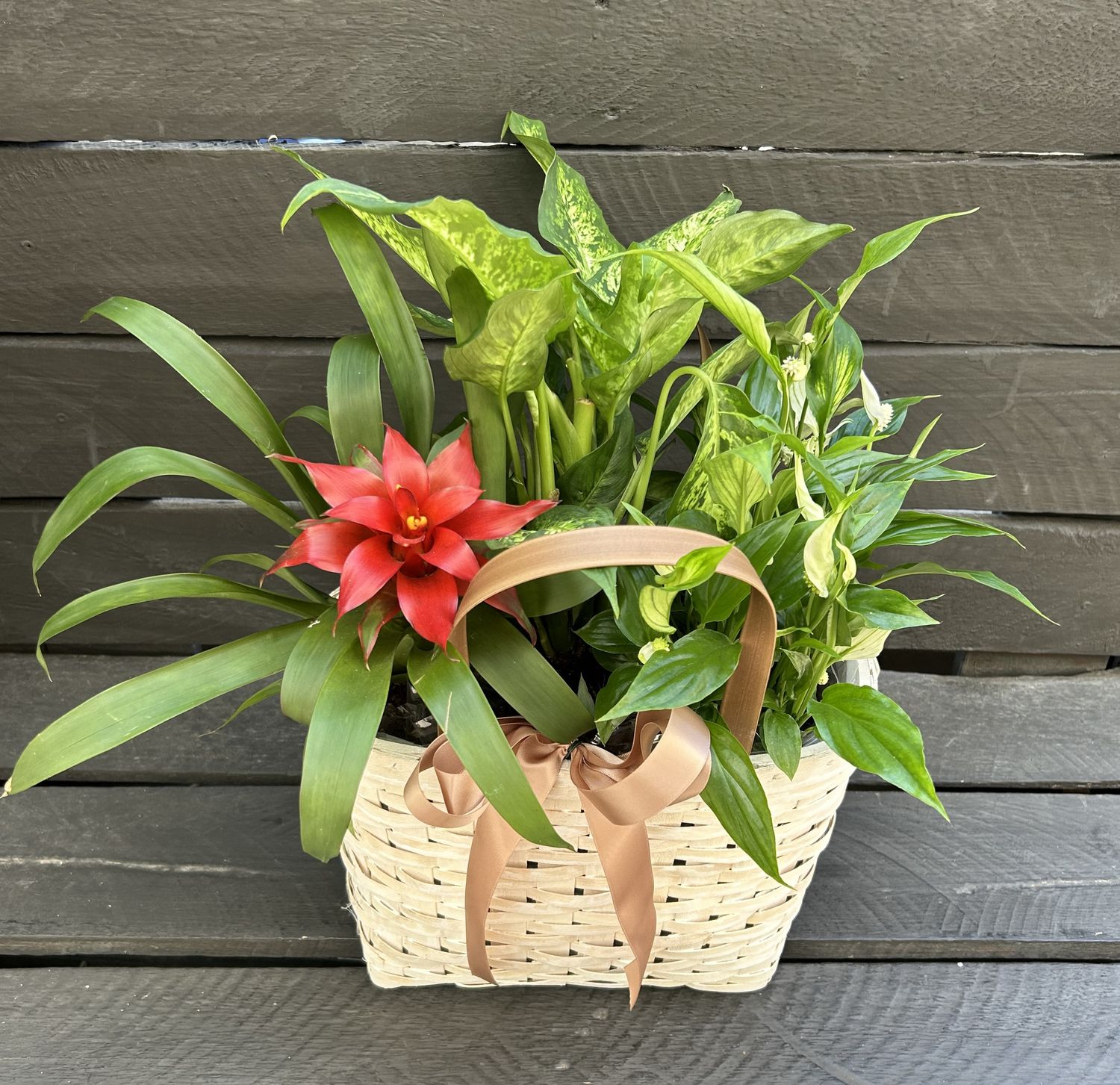 P10 - Mixed Plants in a basket