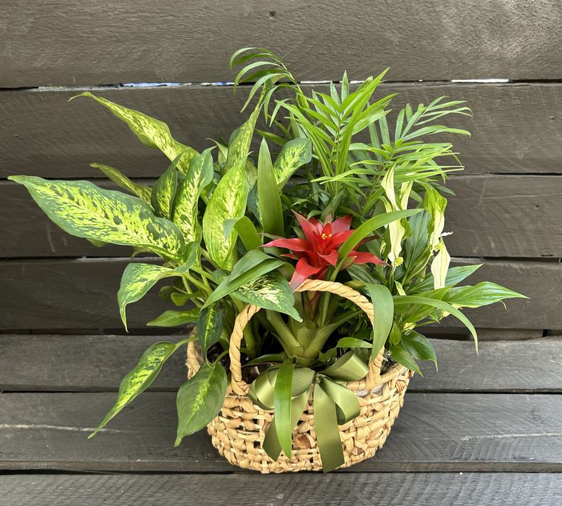 P11 - Mixed Plants in a basket