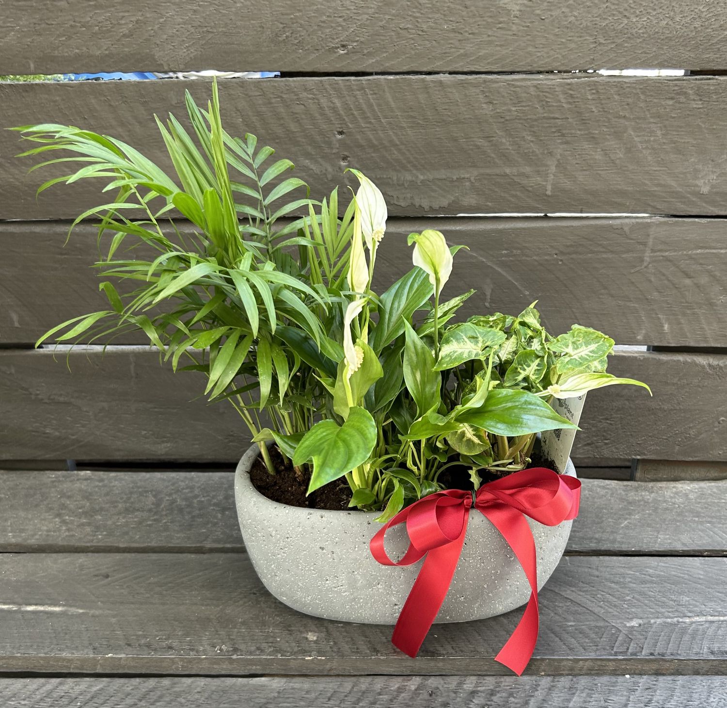 P14 - Mixed Plants in a pot