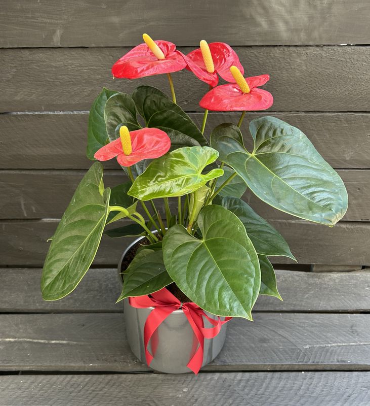 P15 - Anthurium Plant in a pot