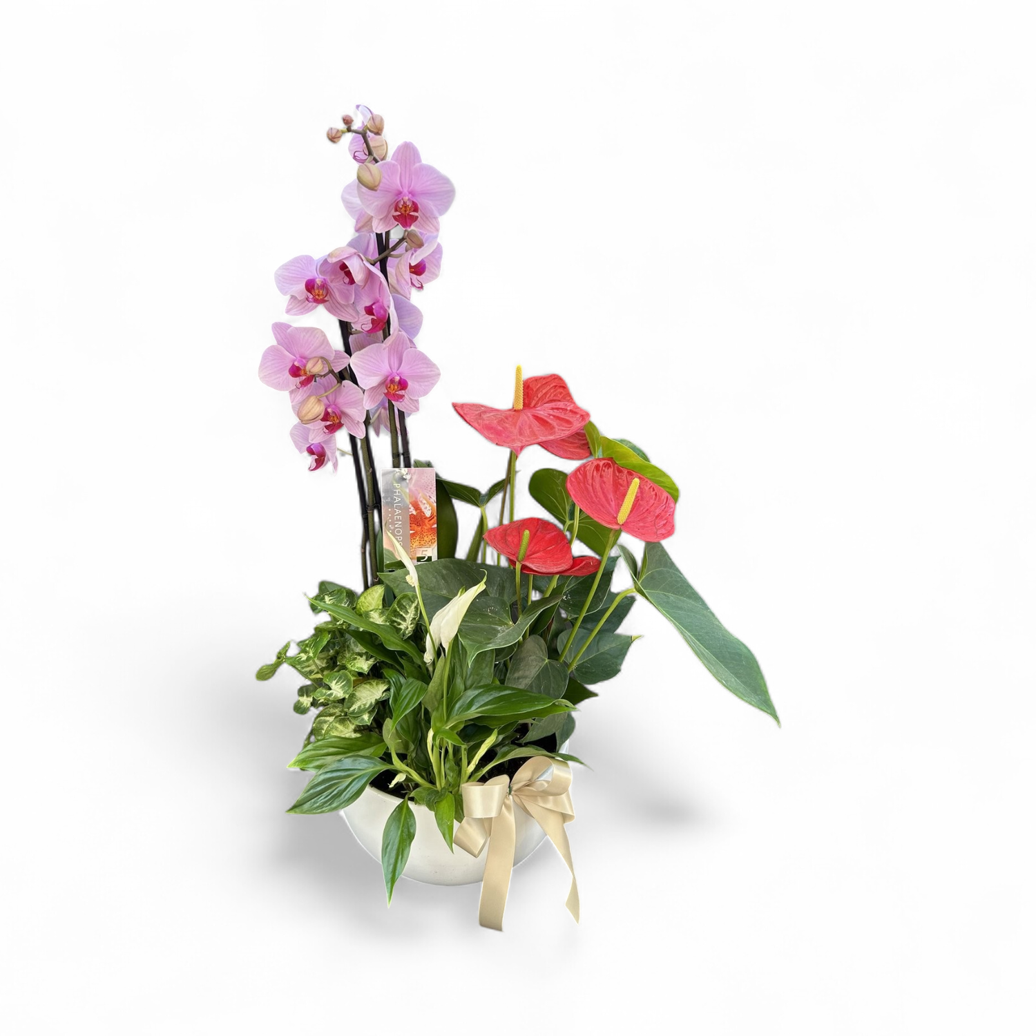 P17 - Mixed Plants in a pot