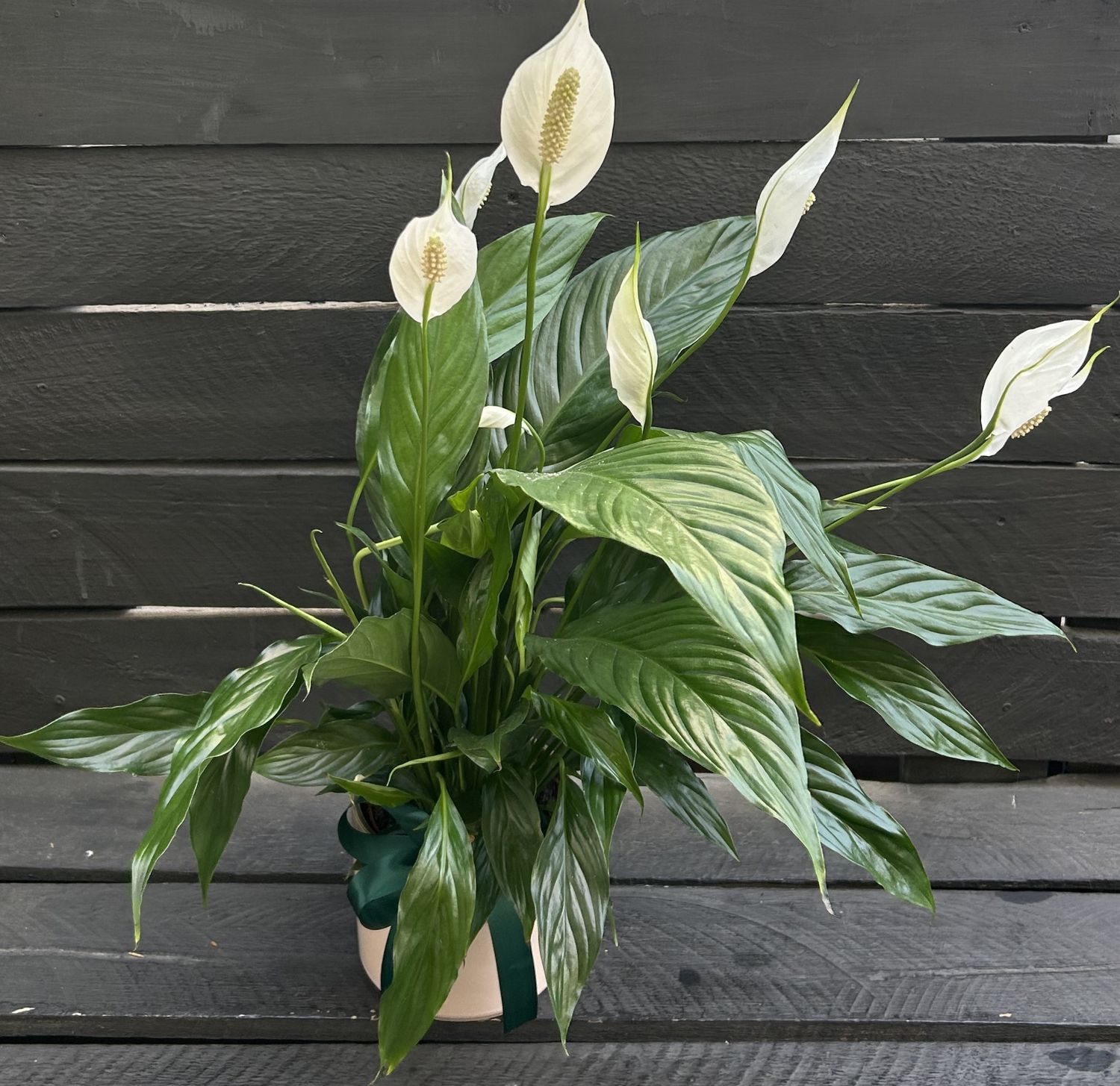 P04 - Spathiphyllum Plant in a pot