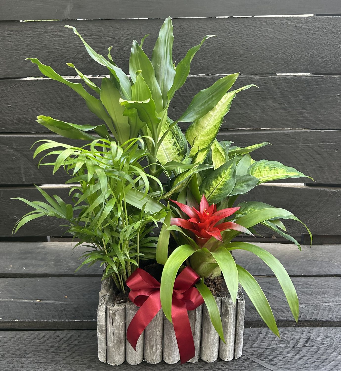 P03 - Mixed Plants in a pot