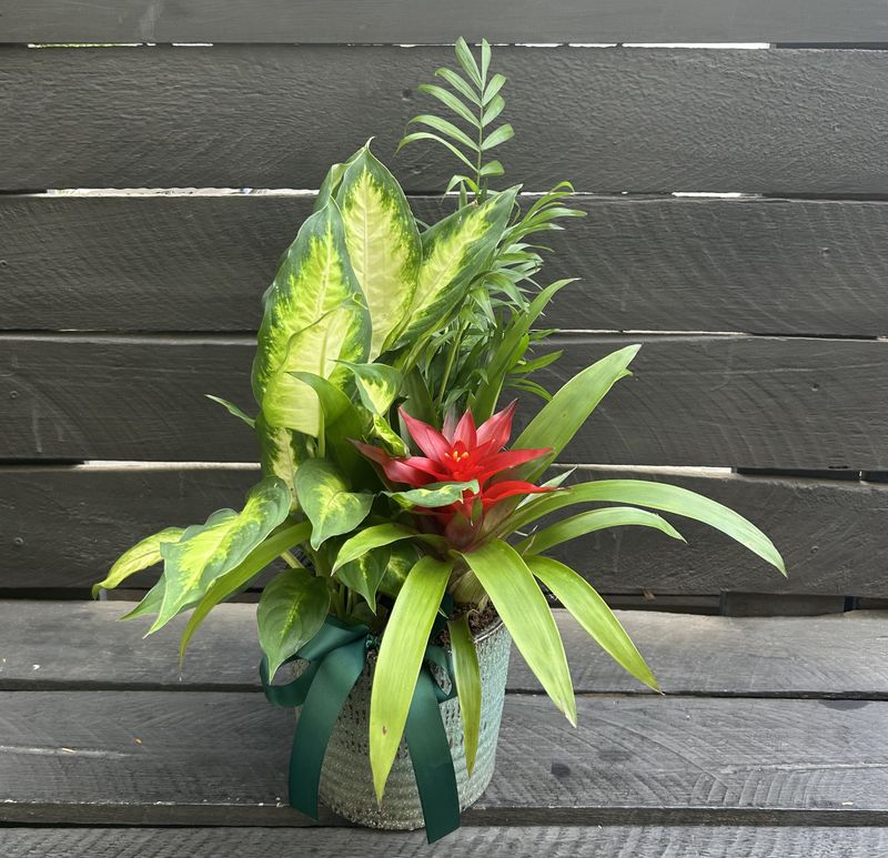 P05 - Mixed Plants in a pot