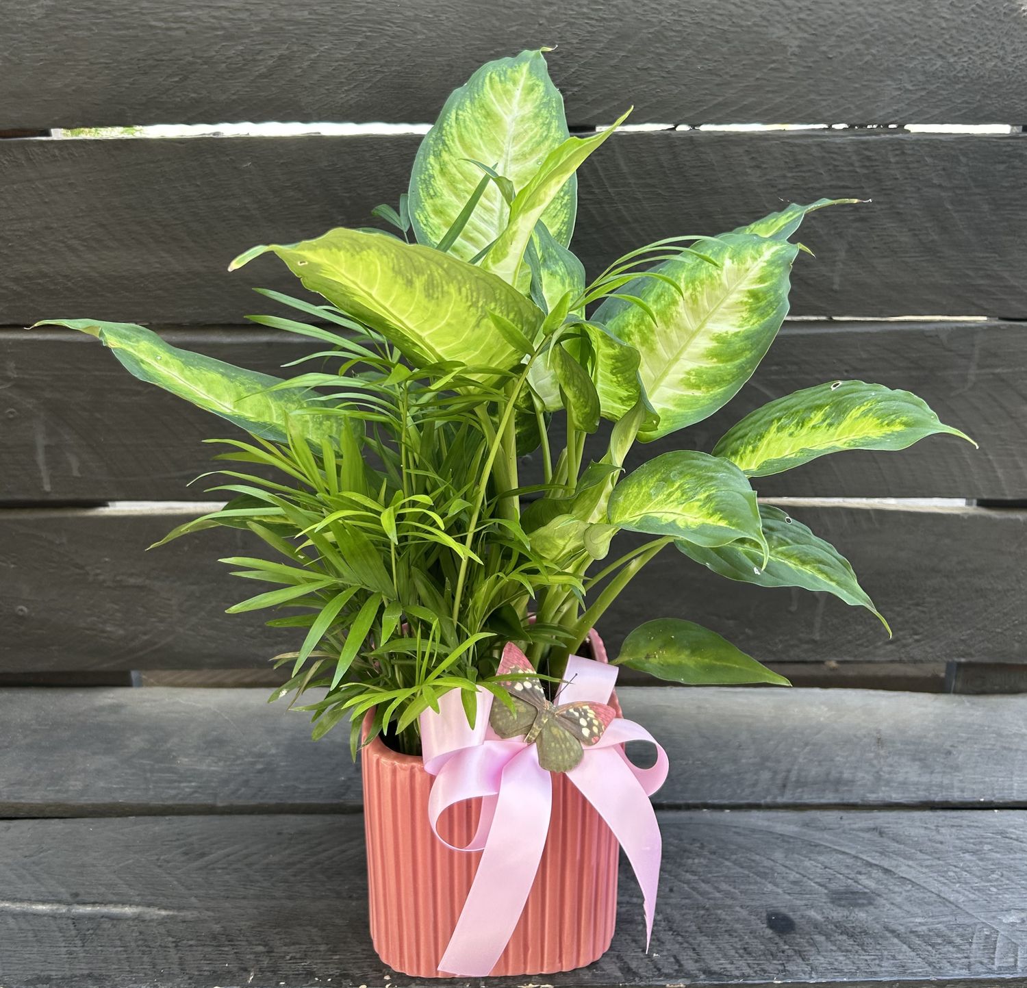 P08 - Mixed Plants in a pot