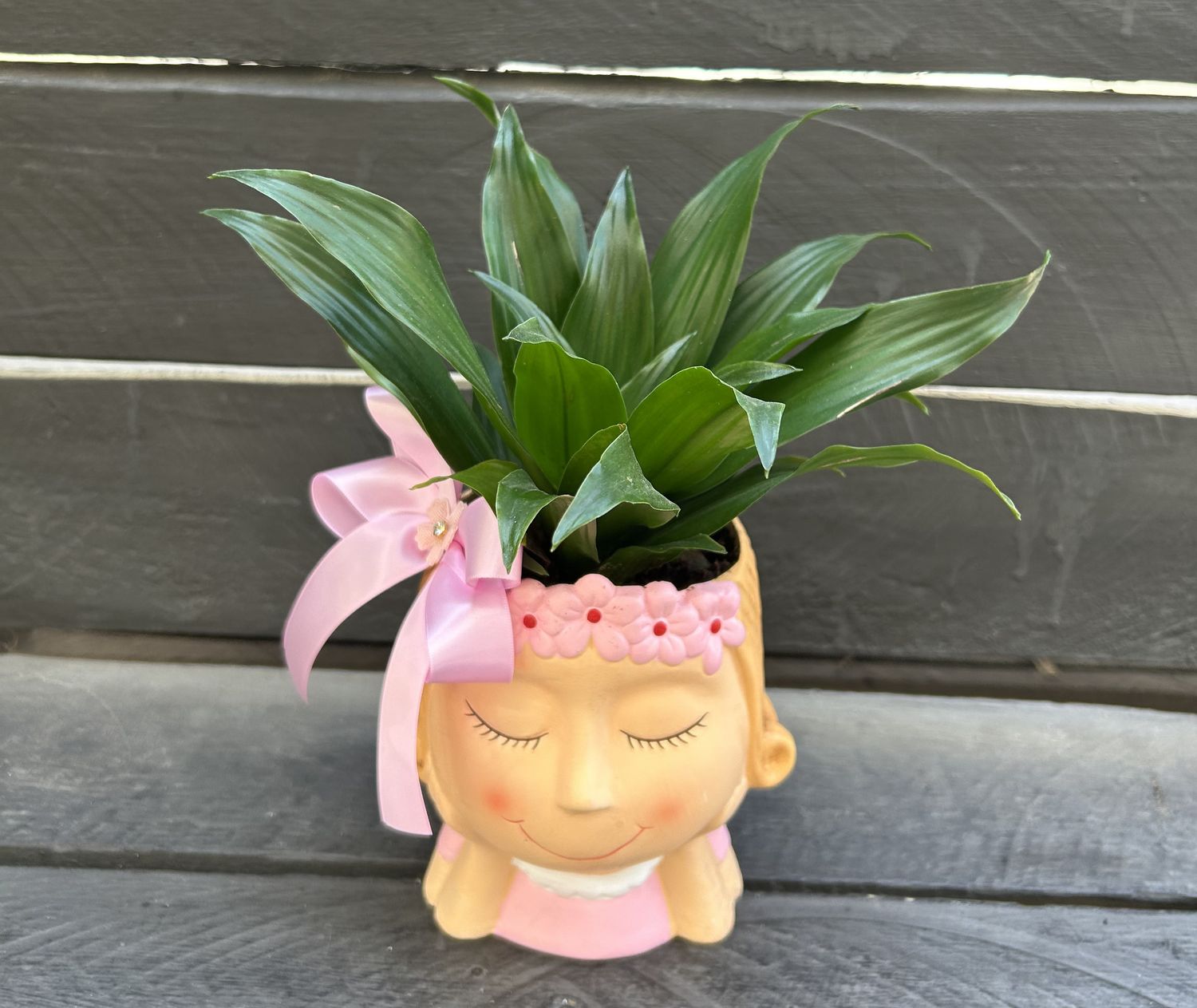 P09 - Dracena Compacta in a pot