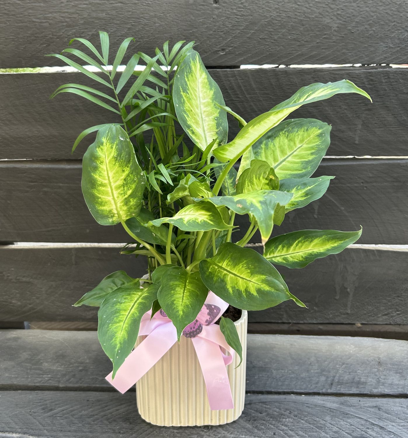 P06 - Mixed Plants in a pot
