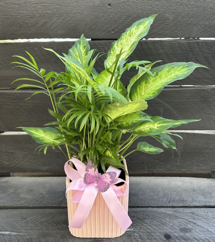 P07 - Mixed Plants in a pot