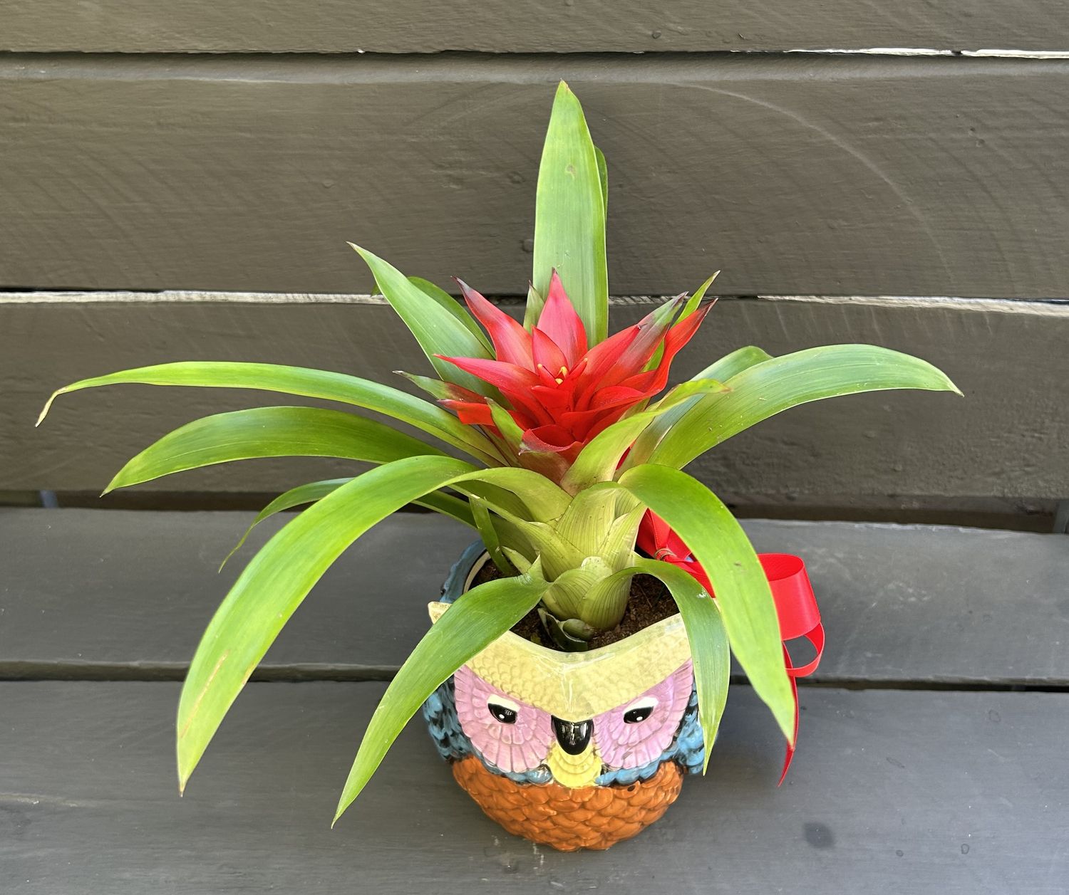 P09 - Guzmania Plant in owl pot