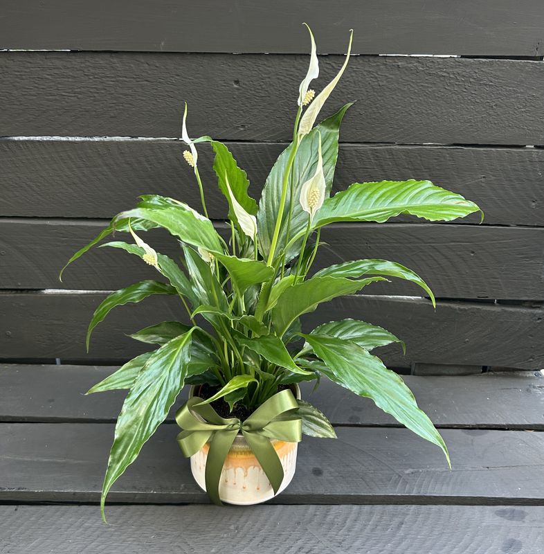 P03 - Spathiphyllum Plant
