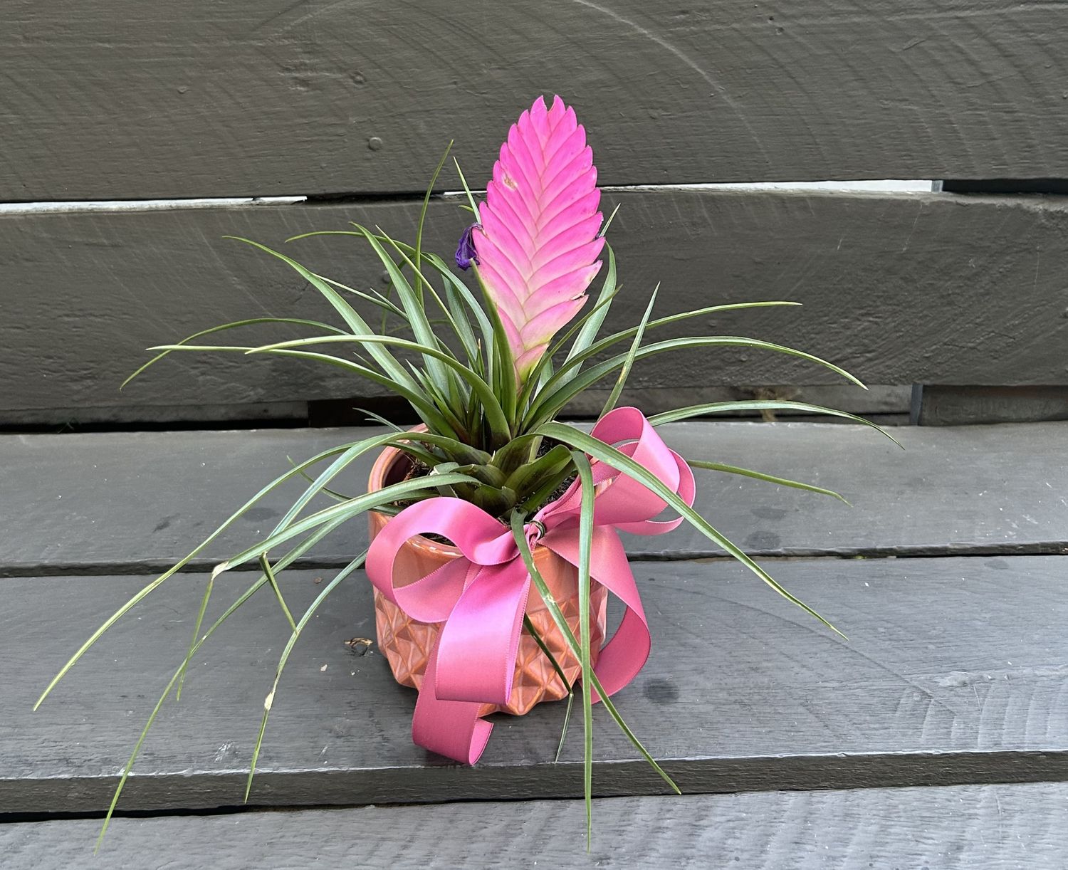 P02 - Tilandsia Plant