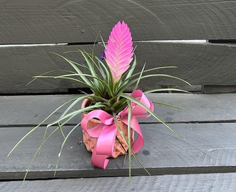 P02 - Tilandsia Plant