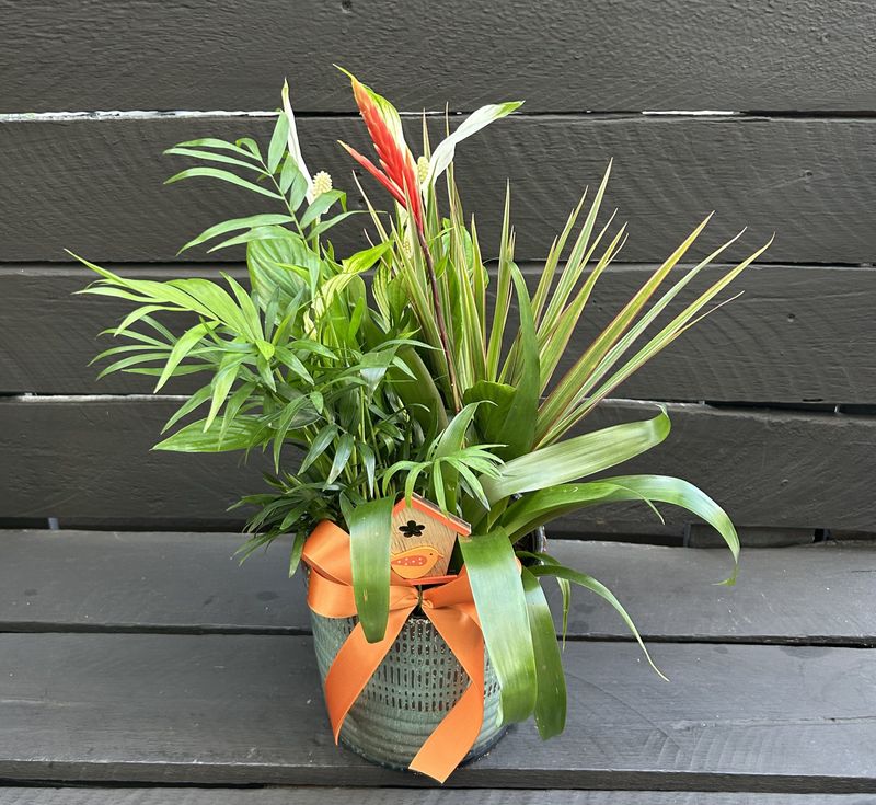 P04 - Mixed Plants in a pot