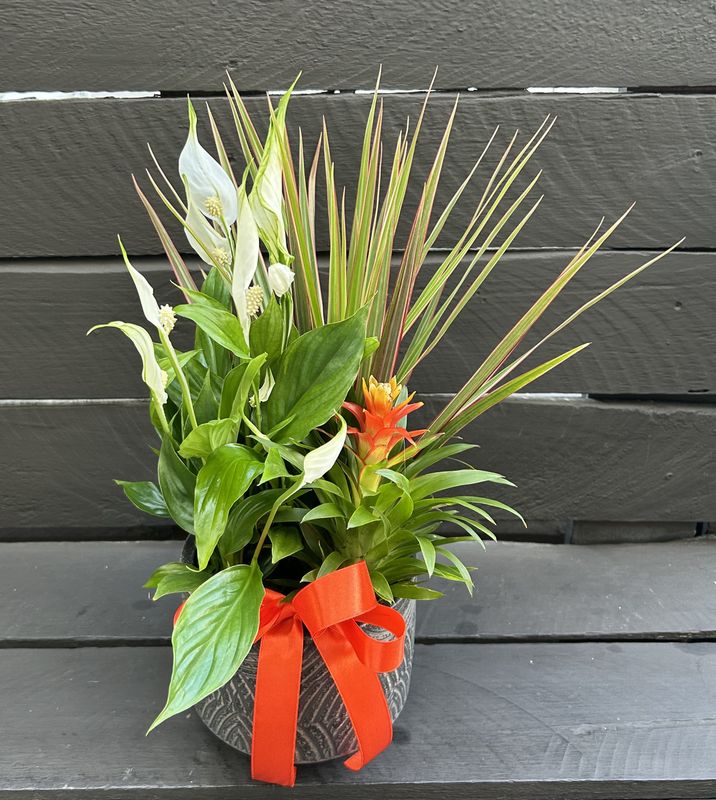 P05 - Mixed Plants in a pot