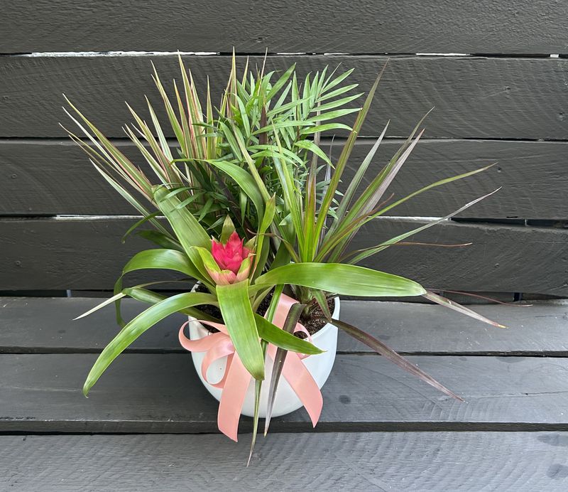 P06 - Mixed Plants in a pot