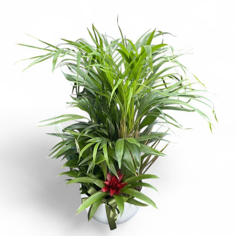 P08 - Mixed Plants in a pot