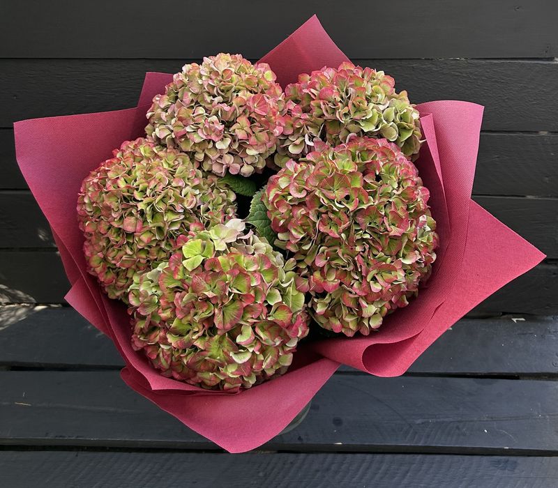 B02 - 5 Red Antique Hydrangeas