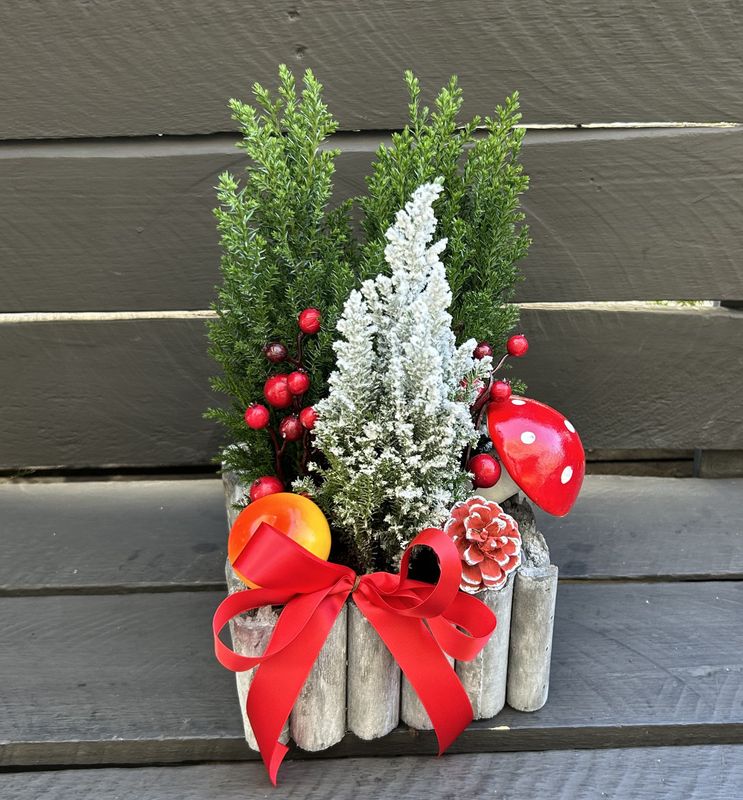 X01 - Small Chamaecyparis Plants