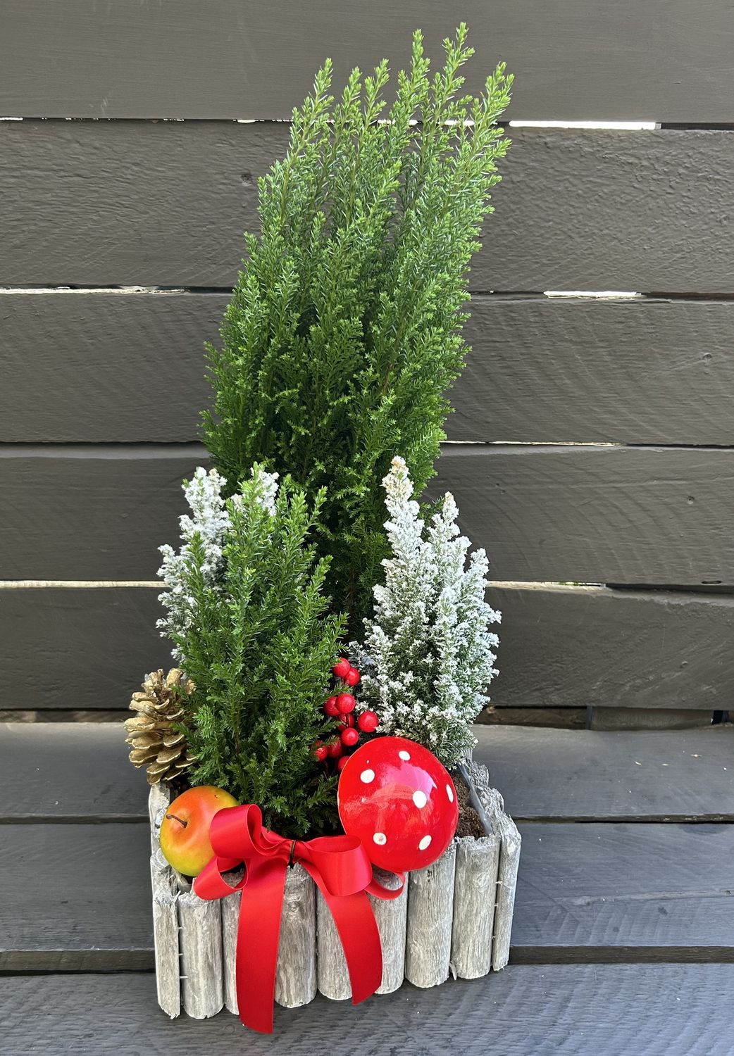 X02 - Small Chamaecyparis Plants