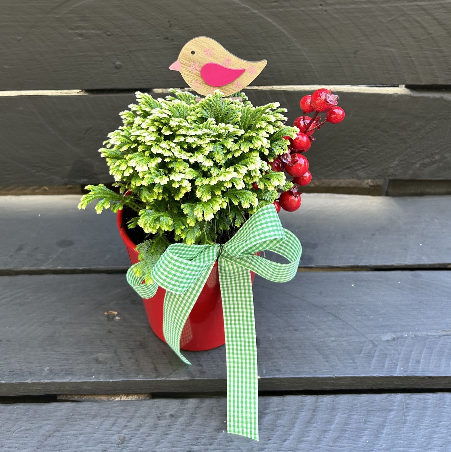 P02 - Selaginella Plant