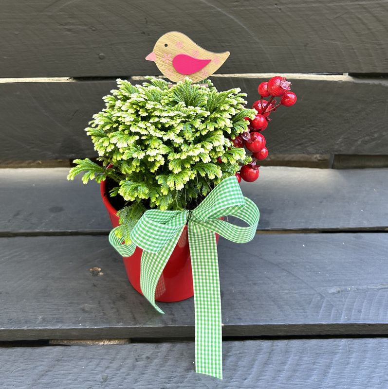 P02 - Selaginella Plant