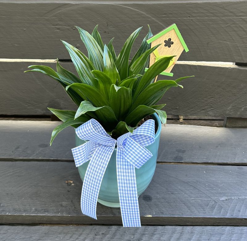 P04 - Dracena Compacta Plant