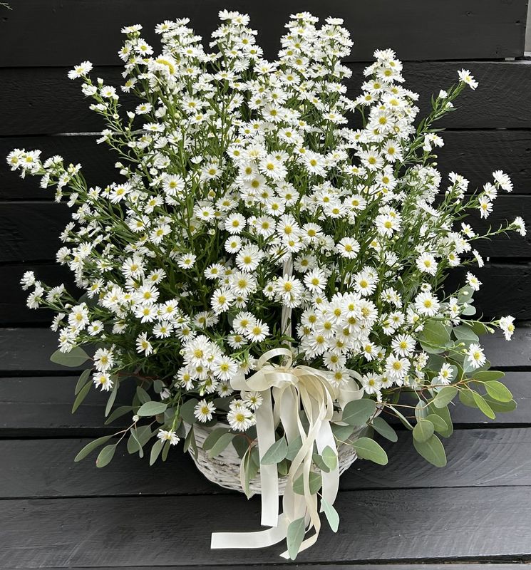 M11 - White Aster in a basket