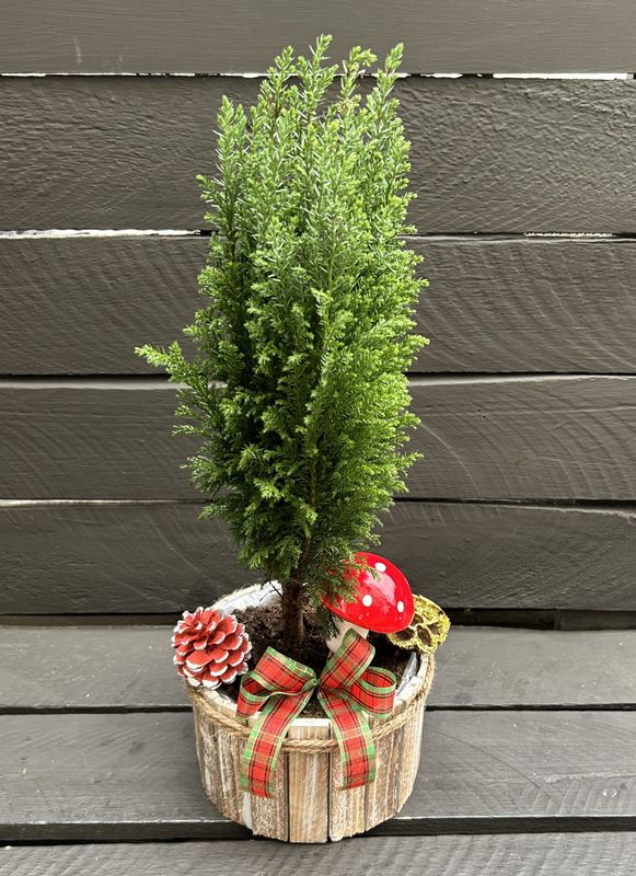 X10 - Christmas Arrangement