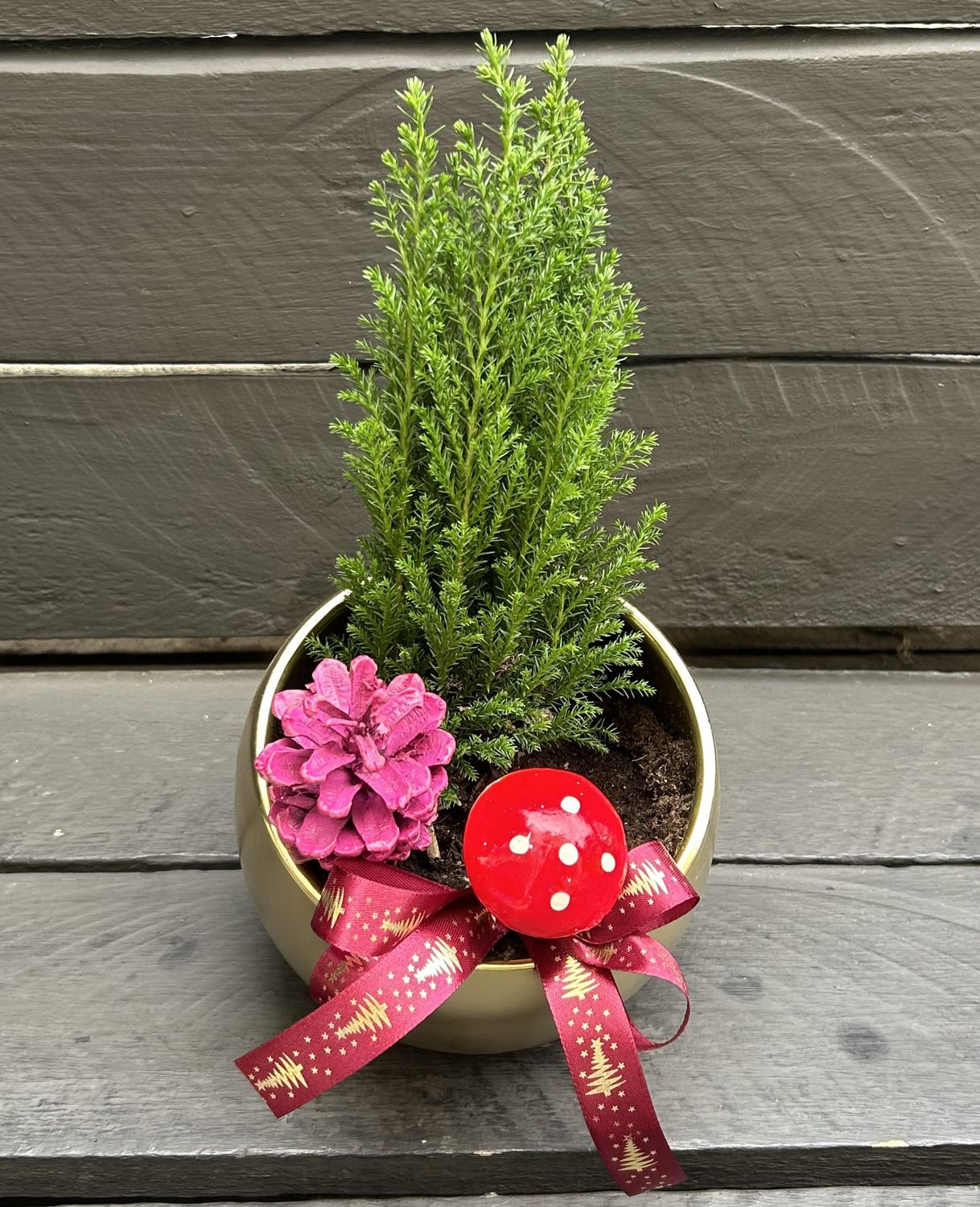 X07 - Small Cypress Plant in a pot