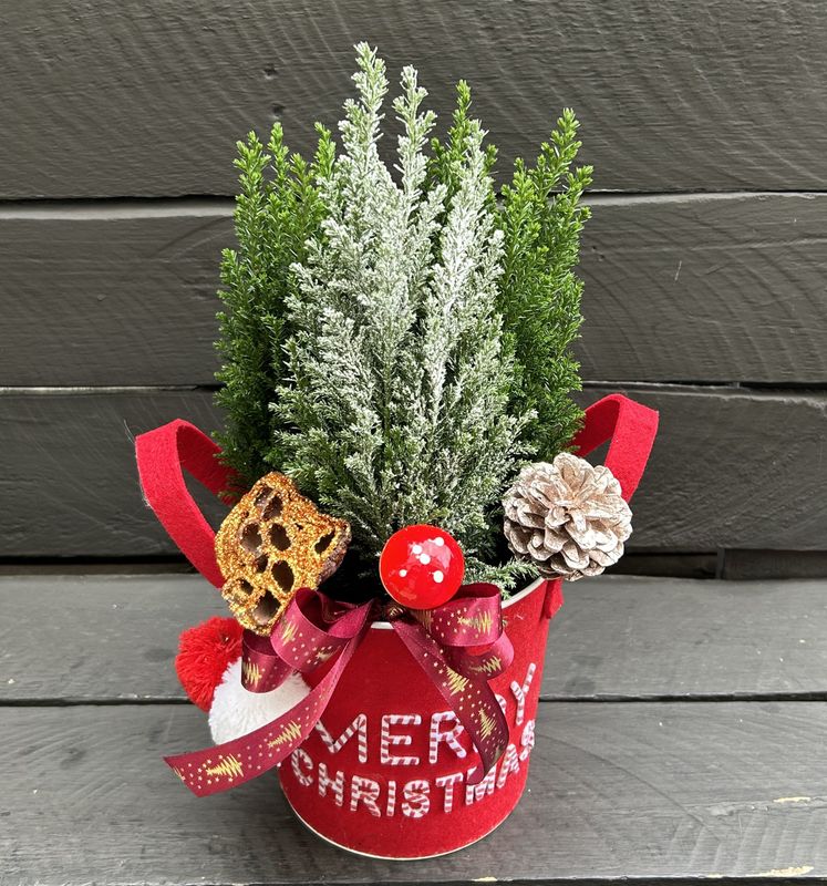 X11 - Small Cypress Plants in a pot