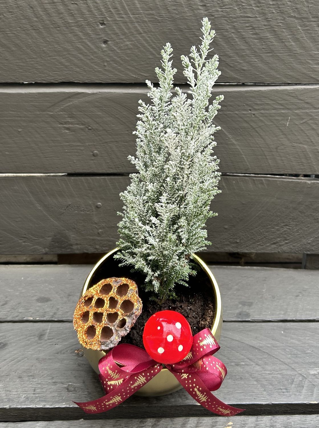 X08 - Small Snowed Cypress Plant in a pot