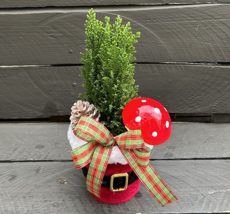 X01 - Small Cypress Plant in a pot