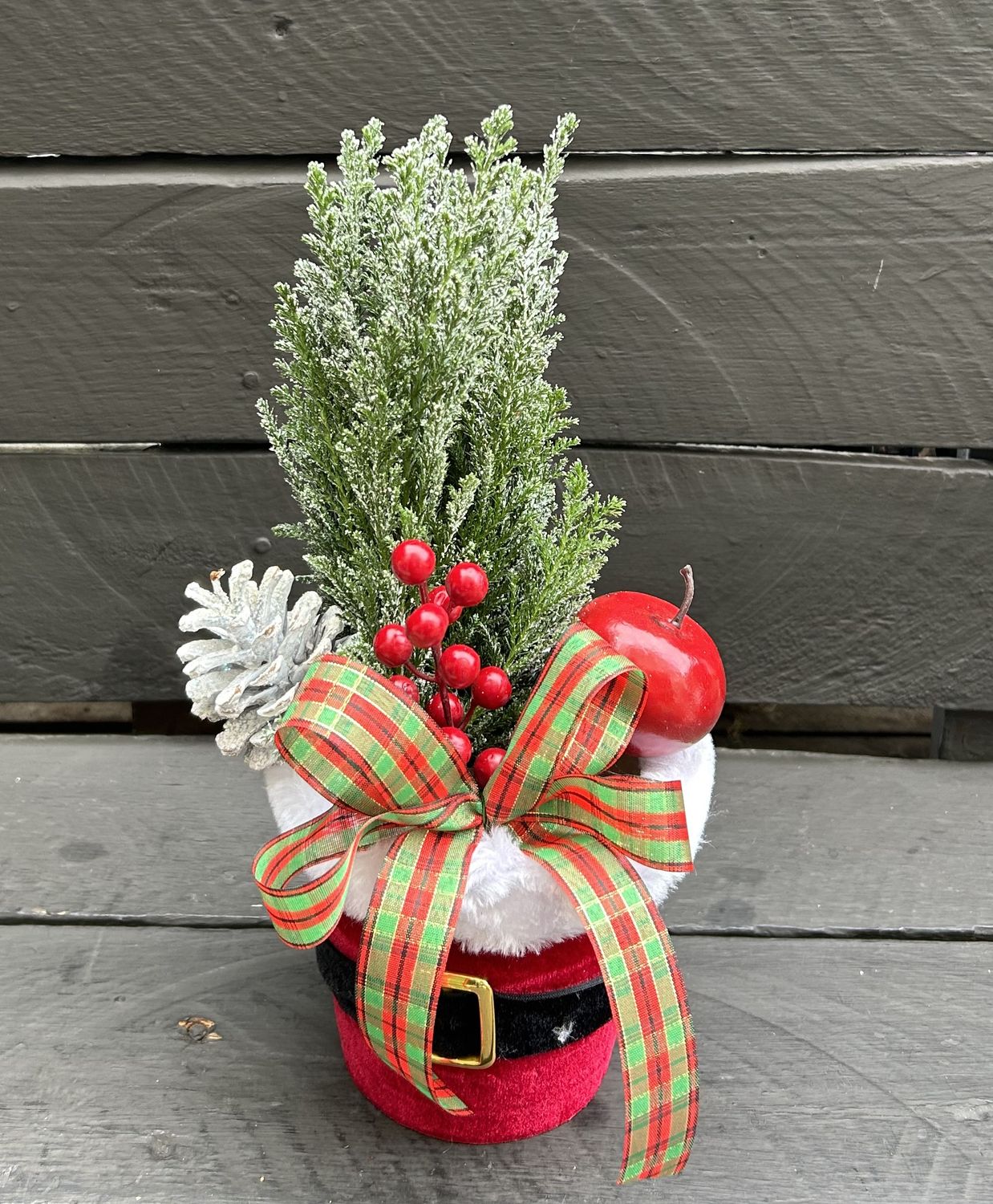 X02 - Small Snowed Cypress Plant in a pot