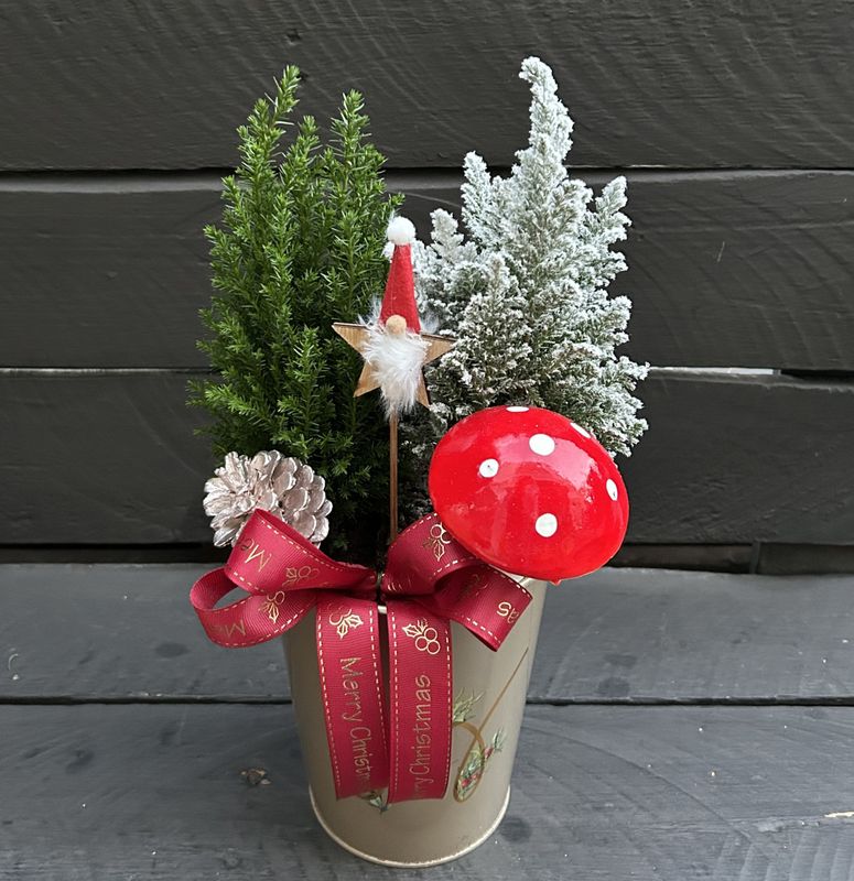 X18 - Small Cypress Plants in a pot