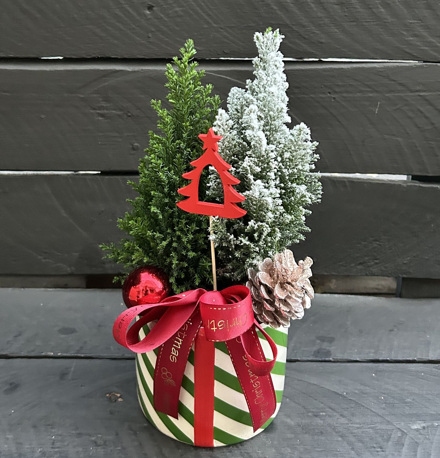 X20 - Small Cypress Plants in a pot