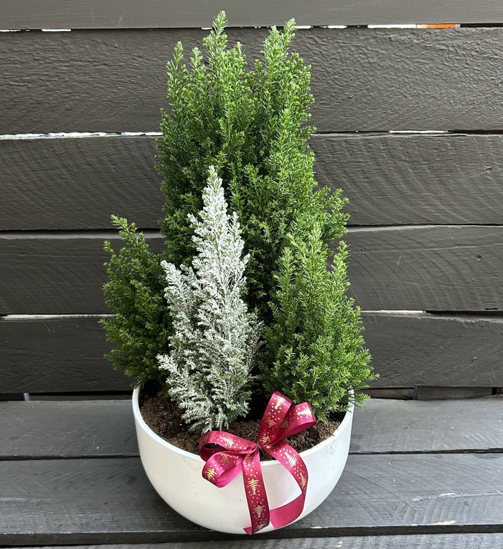 X14 - Small Cypress Plants in a pot